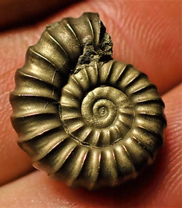 <em>Promicroceras pyritosum</em> ammonite (19 mm)