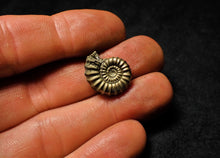 Load image into Gallery viewer, &lt;em&gt;Promicroceras pyritosum&lt;/em&gt; ammonite (18 mm)
