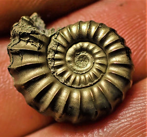 <em>Promicroceras pyritosum</em> ammonite (18 mm)