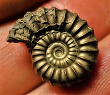 Load image into Gallery viewer, &lt;em&gt;Promicroceras pyritosum&lt;/em&gt; ammonite (18 mm)
