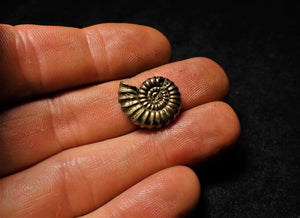 <em>Promicroceras pyritosum</em> ammonite (18 mm)