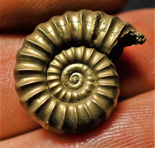 Load image into Gallery viewer, &lt;em&gt;Promicroceras pyritosum&lt;/em&gt; ammonite (20 mm)

