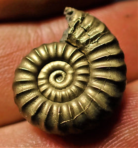 <em>Promicroceras pyritosum</em> ammonite (20 mm)