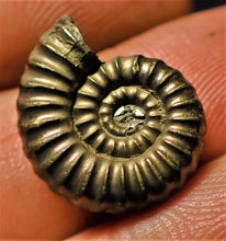 Load image into Gallery viewer, &lt;em&gt;Promicroceras pyritosum&lt;/em&gt; ammonite (17 mm)
