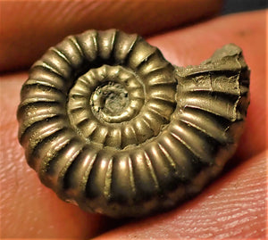 <em>Promicroceras pyritosum</em> ammonite (17 mm)