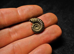 <em>Promicroceras pyritosum</em> ammonite (17 mm)