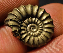 Load image into Gallery viewer, &lt;em&gt;Promicroceras pyritosum&lt;/em&gt; ammonite (16 mm)
