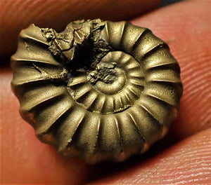 <em>Promicroceras pyritosum</em> ammonite (16 mm)