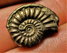 Load image into Gallery viewer, &lt;em&gt;Promicroceras pyritosum&lt;/em&gt; ammonite (17 mm) with serpulid worm casts
