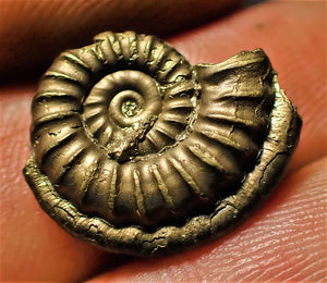 <em>Promicroceras pyritosum</em> ammonite (17 mm) with serpulid worm casts