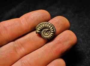 <em>Promicroceras pyritosum</em> ammonite (17 mm) with serpulid worm casts