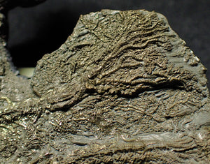 Complete pyrite multi-crinoid fossil (150 mm)