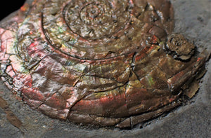 Large iridescent multi-Psiloceras ammonite display piece