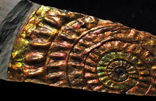 Load image into Gallery viewer, Unique rainbow iridescent Caloceras display ammonite
