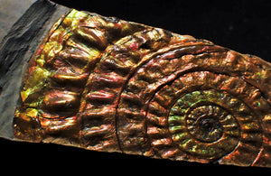 Unique rainbow iridescent Caloceras display ammonite