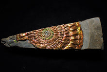 Load image into Gallery viewer, Unique rainbow iridescent Caloceras display ammonite
