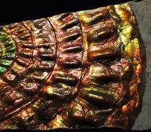 Load image into Gallery viewer, Unique rainbow iridescent Caloceras display ammonite
