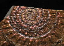 Load image into Gallery viewer, Large copper iridescent Caloceras display ammonite
