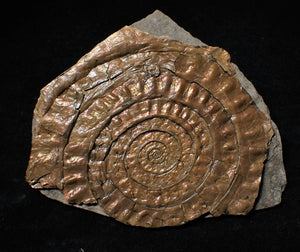 Large copper iridescent Caloceras ammonite hand specimen