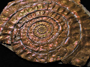 Large copper iridescent Caloceras ammonite hand specimen
