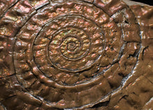 Load image into Gallery viewer, Large copper iridescent Caloceras ammonite hand specimen
