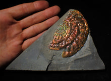 Load image into Gallery viewer, Large rainbow iridescent Caloceras ammonite
