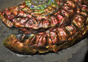 Large rainbow iridescent Caloceras ammonite