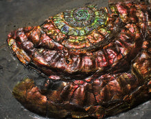 Load image into Gallery viewer, Large rainbow iridescent Caloceras ammonite
