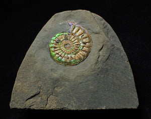 Green iridescent Caloceras display ammonite