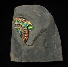 Load image into Gallery viewer, Rainbow iridescent Caloceras ammonite
