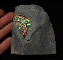 Load image into Gallery viewer, Rainbow iridescent Caloceras ammonite
