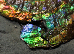 Rainbow iridescent Caloceras ammonite