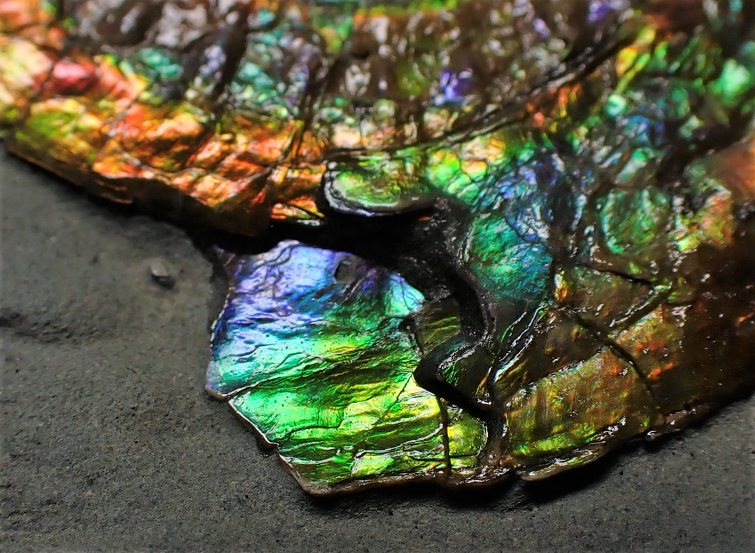 Rainbow iridescent Caloceras ammonite