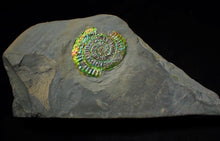 Load image into Gallery viewer, Green and rainbow iridescent Caloceras display ammonite
