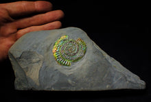 Load image into Gallery viewer, Green and rainbow iridescent Caloceras display ammonite
