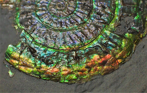 Green and rainbow iridescent Caloceras display ammonite