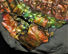 Load image into Gallery viewer, Rainbow iridescent Caloceras display ammonite
