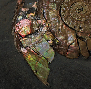 Rainbow pearlescent Caloceras display ammonite