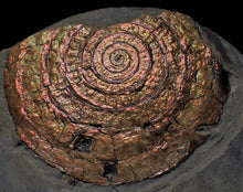 Load image into Gallery viewer, Very large copper iridescent Caloceras display ammonite
