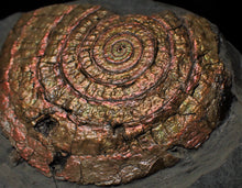Load image into Gallery viewer, Very large copper iridescent Caloceras display ammonite
