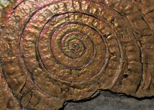 Very large copper iridescent Caloceras display ammonite