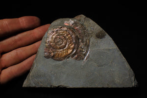 Red iridescent Psiloceras ammonite display piece