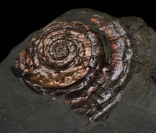 Load image into Gallery viewer, Red iridescent Psiloceras ammonite display piece
