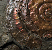 Load image into Gallery viewer, Red iridescent Psiloceras ammonite display piece
