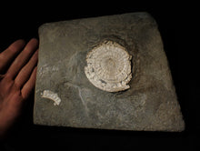 Load image into Gallery viewer, Large white Caloceras display ammonite fossil
