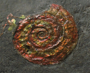 Rainbow red Caloceras display ammonite