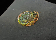 Load image into Gallery viewer, Rainbow Caloceras display ammonite
