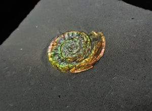Rainbow Caloceras display ammonite