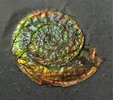 Load image into Gallery viewer, Rainbow Caloceras display ammonite
