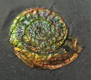 Rainbow Caloceras display ammonite